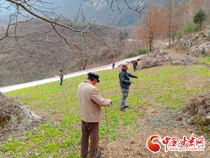 【甘肅全民戰(zhàn)“疫”】戰(zhàn)“疫”中，隴南稻坪的春天
