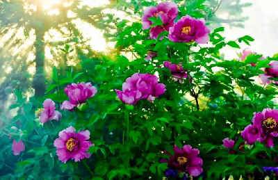【“甘味”故事】“百花王”駕到！國色傾城正當(dāng)時