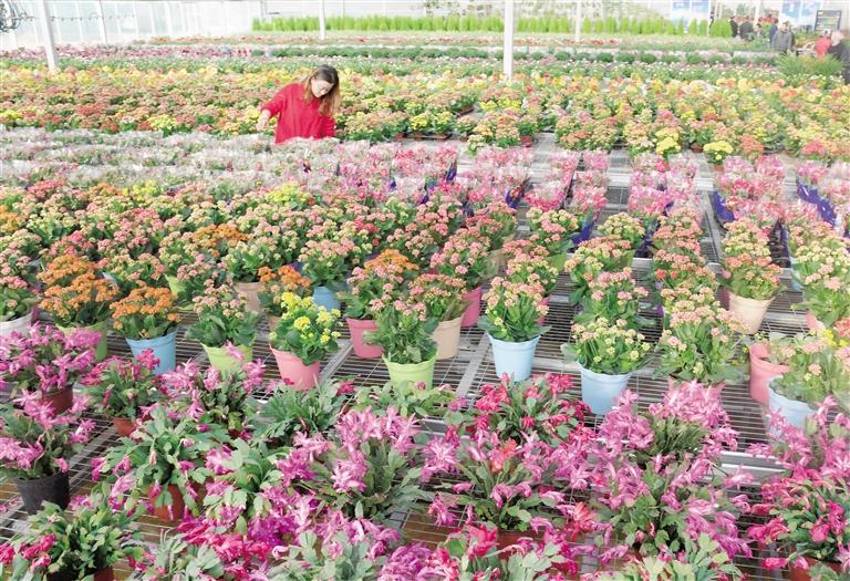 臨夏縣20多萬株水仙花、杜鵑、蝴蝶蘭等60多種花卉競相綻放