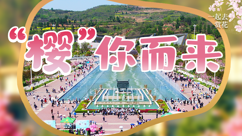 海報(bào)|春色爛漫，一組海報(bào)“云賞”櫻花盛開(kāi)