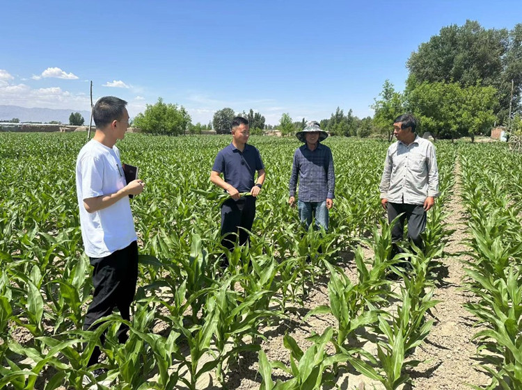 臨澤縣蓼泉鎮(zhèn)紀(jì)委工作人員深入田間地頭，現(xiàn)場了解玉米制種長勢和產(chǎn)業(yè)發(fā)展情況。.jpg