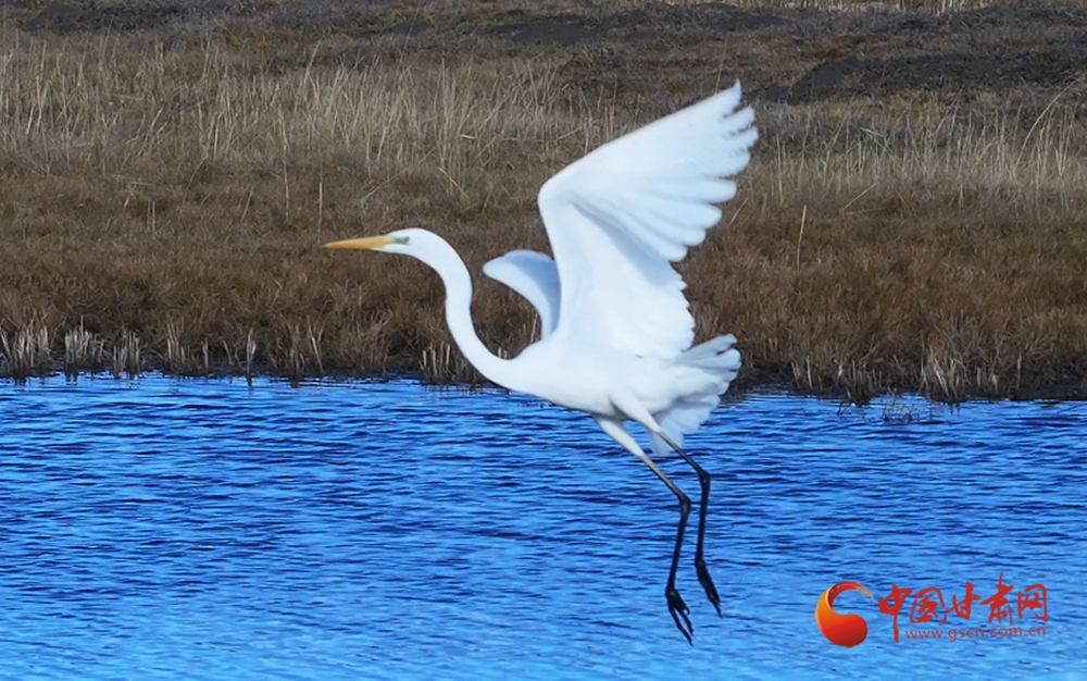 隴拍客丨瑪曲：冬日濕地白鷺翩躚生態(tài)美
