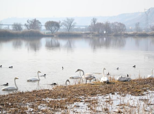黃河蘭州段興起“天鵝經(jīng)濟”
